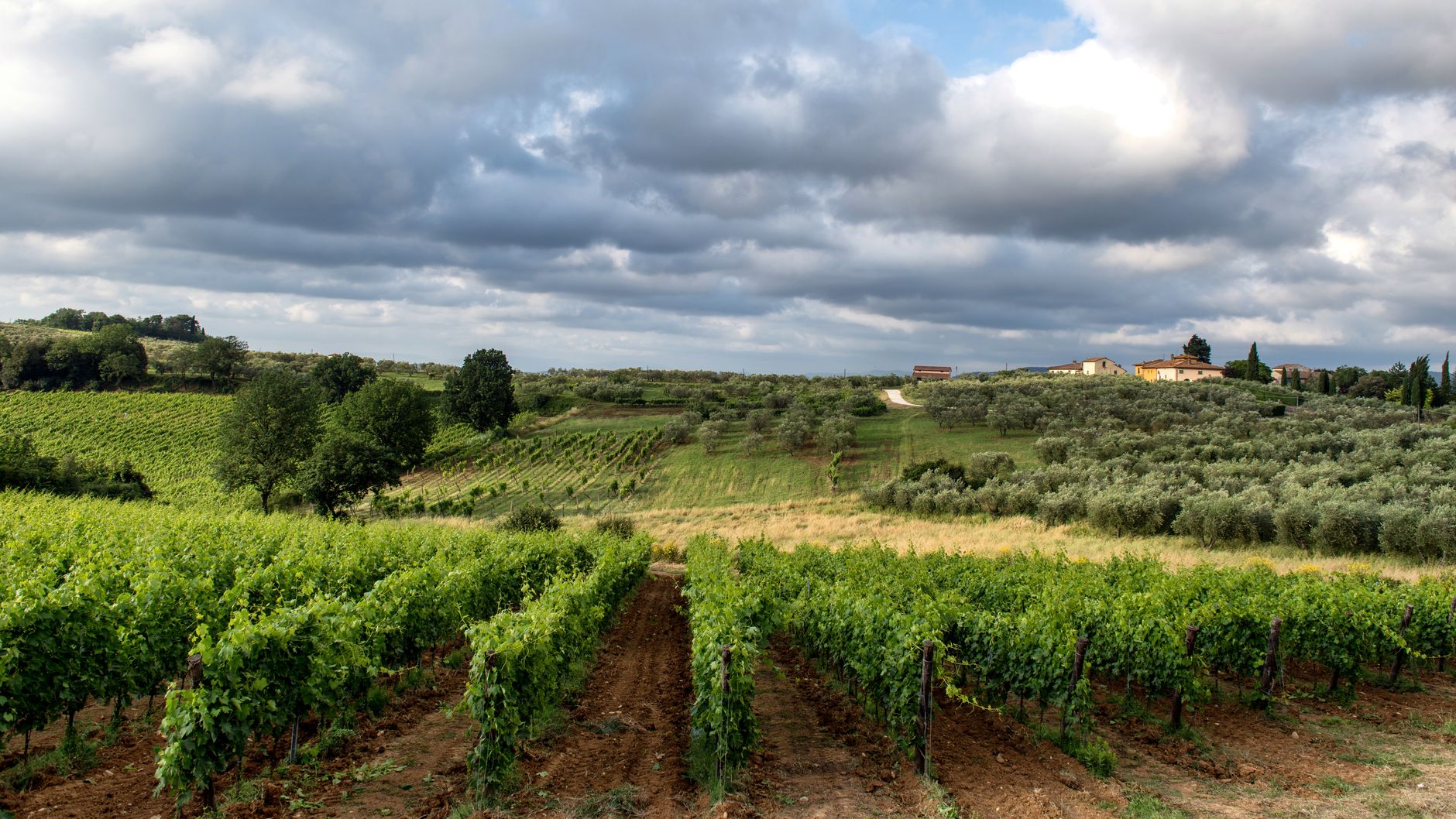 Private vineyard tasting table in Tuscany with rolling hills